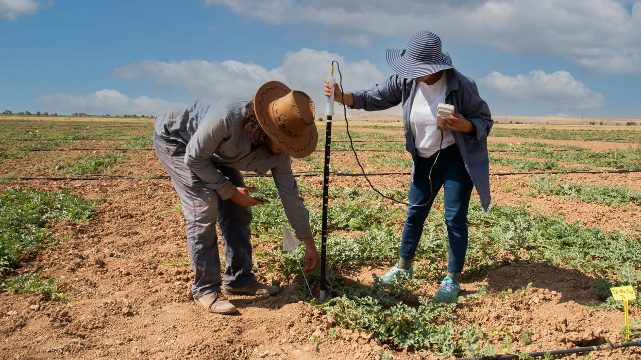 Karpuz ve Kavun Üretiminde Su Tasarrufu Hedefleniyor